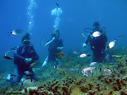 divers enjoying their first dive